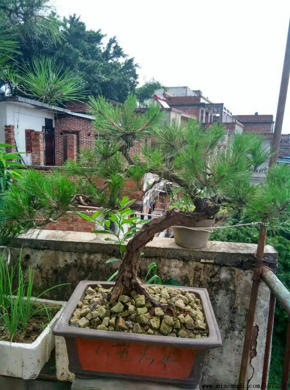 植物大戰(zhàn)僵尸2國(guó)際版最新版本,植物大戰(zhàn)僵尸2國(guó)際版最新版本的游戲魅力與策略深度解析