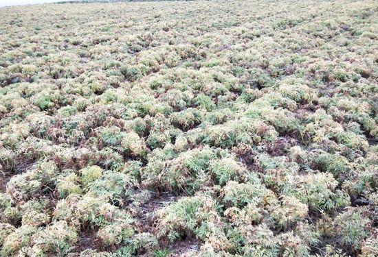 川芎最新價,川芎最新價格動態(tài)及市場分析