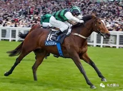 新澳今天開什么特馬,新澳今日賽馬盛況，探尋特馬開賽背后的故事
