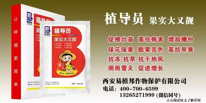 澳門王中王100%期期中一期,澳門王中王100%期期中一期，揭秘彩票背后的秘密