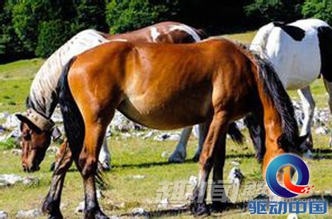 2025今晚澳門開特馬四不像,探索未知，今晚澳門特馬四不像的奧秘（2025年）
