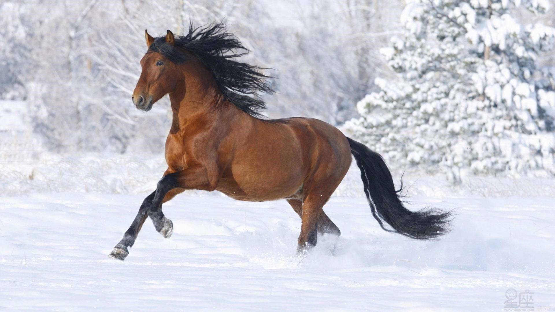 今晚澳門馬出什么特馬,今晚澳門馬會出什么樣的特馬？探索馬會文化的魅力與神秘預(yù)測