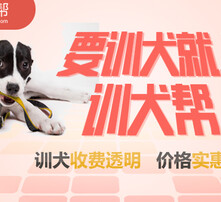 7777788888管家婆狗082期 16-25-29-32-45-47X：37,探索數(shù)字奧秘，關(guān)于7777788888管家婆狗與彩票期數(shù)的研究報(bào)告