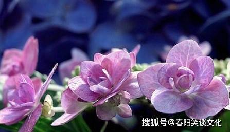 管家婆一碼一肖最經(jīng)典的一句039期 04-21-22-29-34-45X：29,管家婆一碼一肖，經(jīng)典預(yù)測中的智慧與神秘